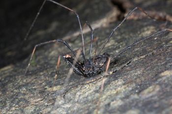 Media type: image; Invertebrate Zoology 133416